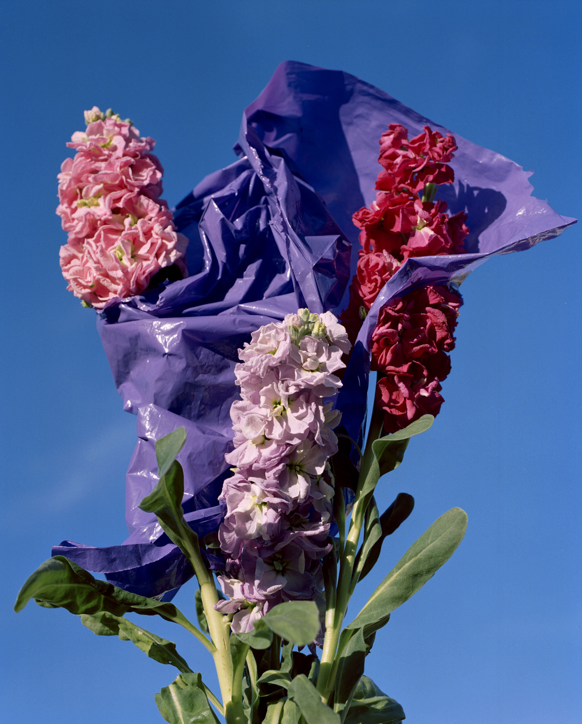 Hyacinths in Purple Plastic