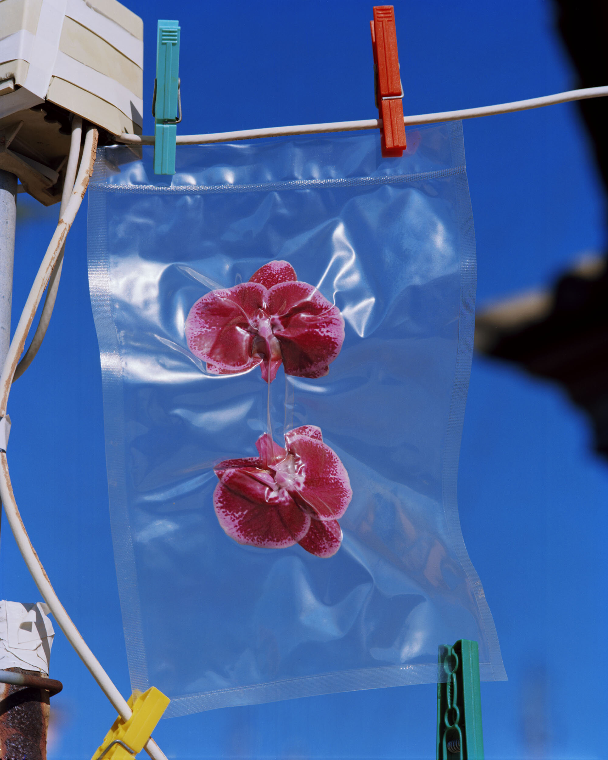 Orchids Vacuum Packed