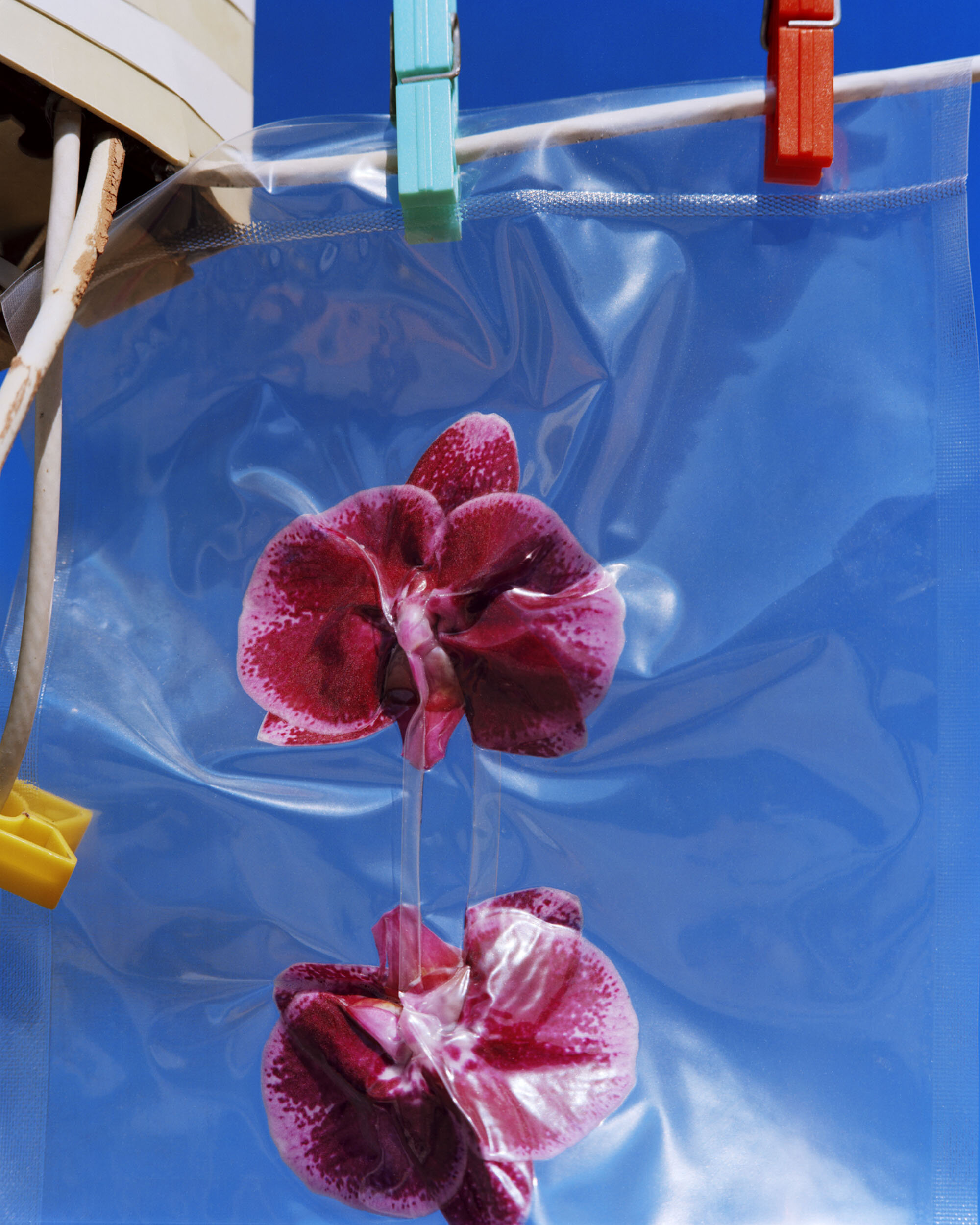 Orchids Vacuum Packed II