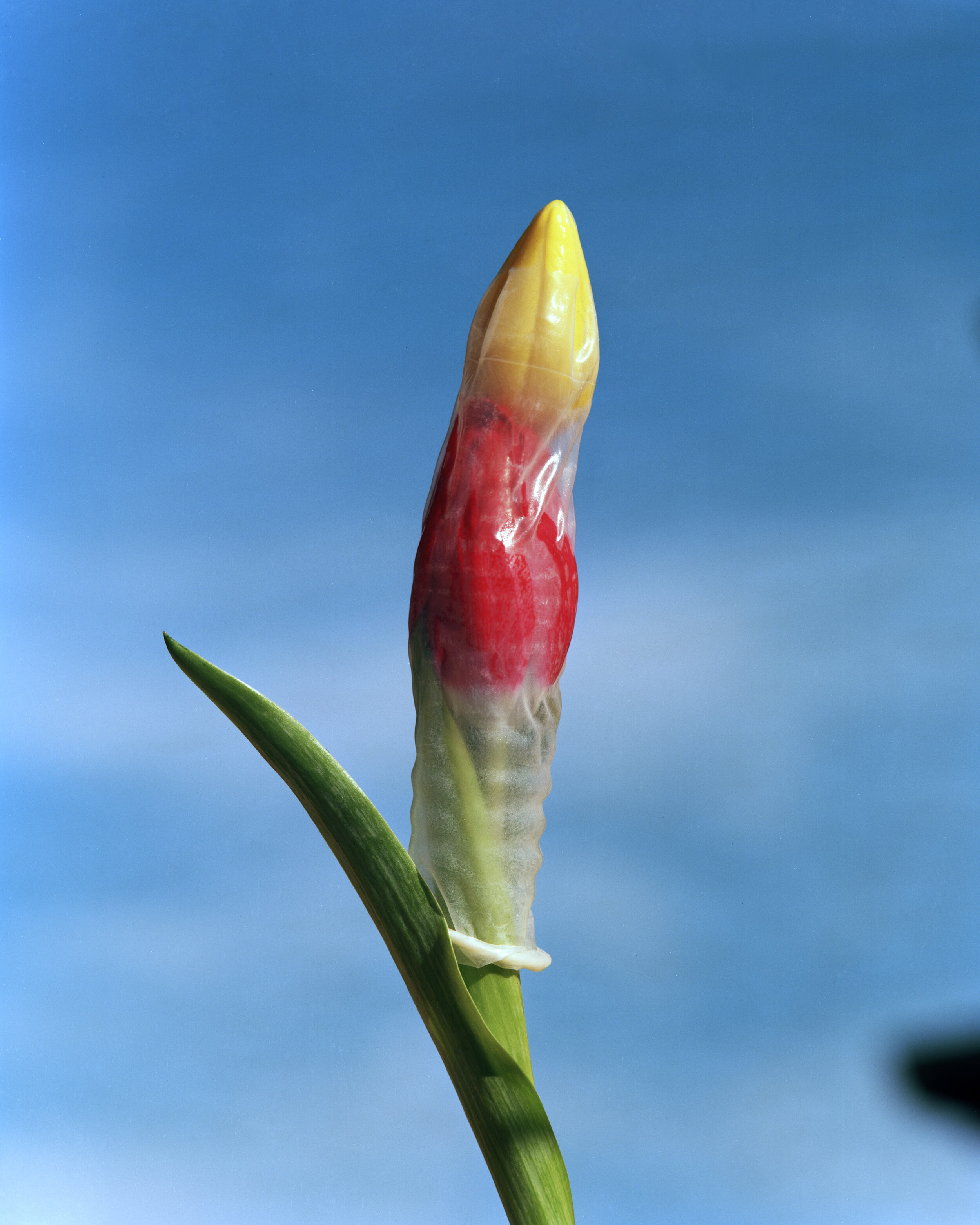 Tulips in Condom