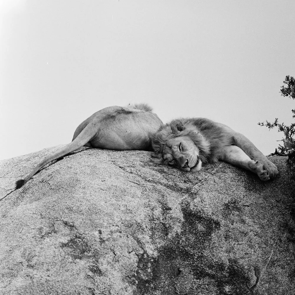 Broken lion_426_SER_021 copy.jpg