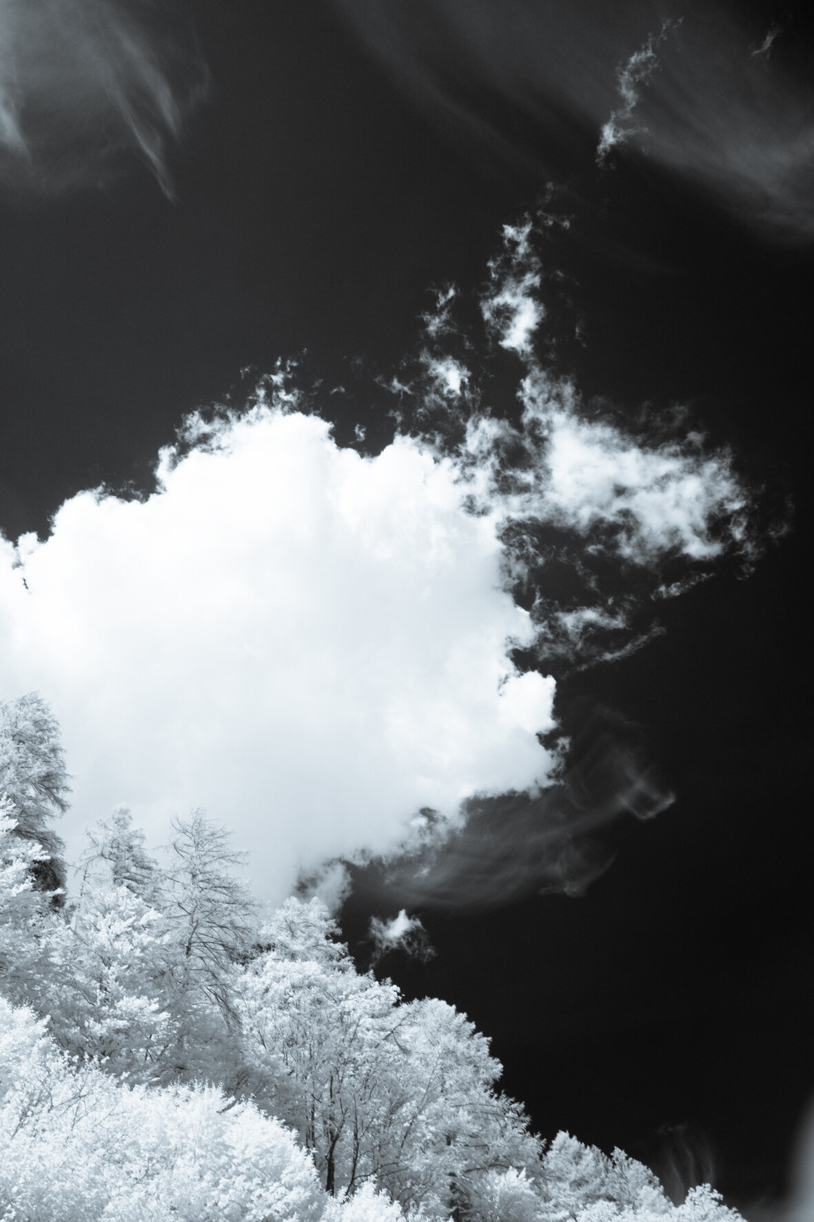 infrared_trees_clouds-1.jpg