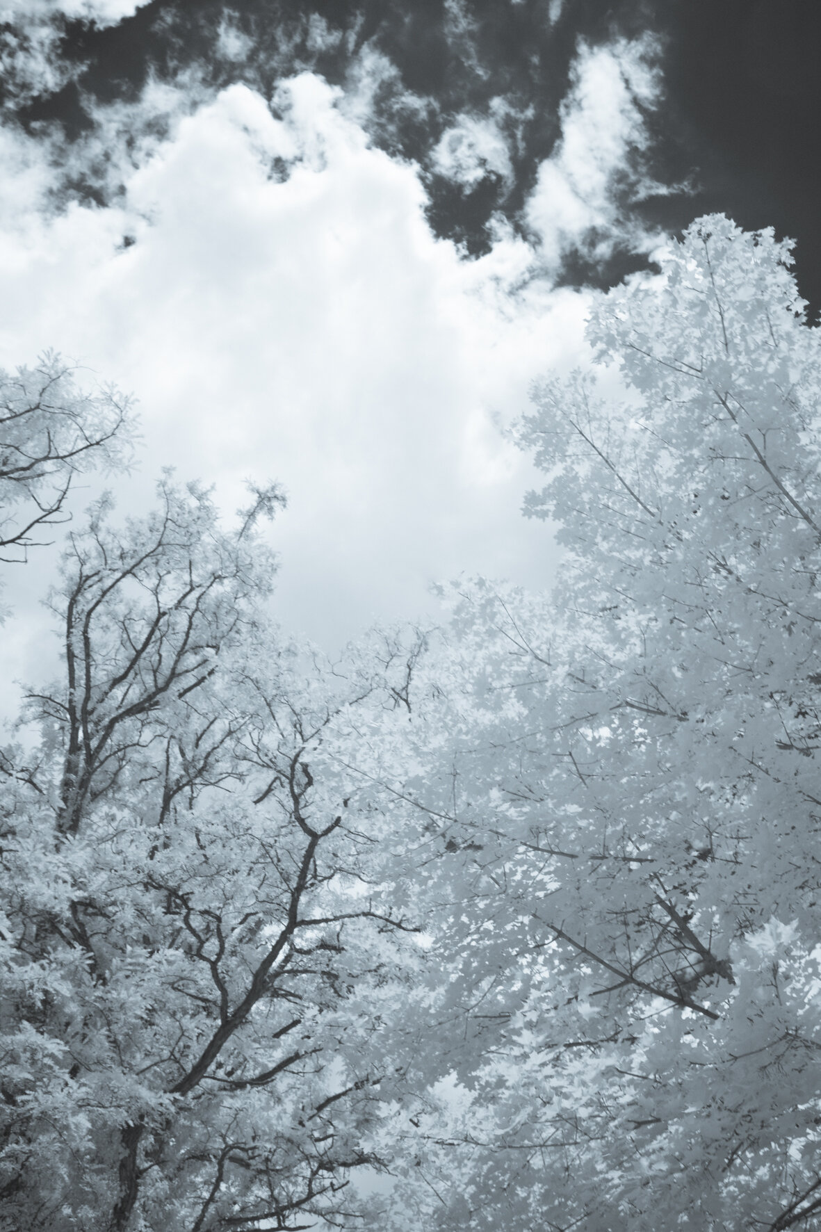 infrared_trees_clouds-5.jpg