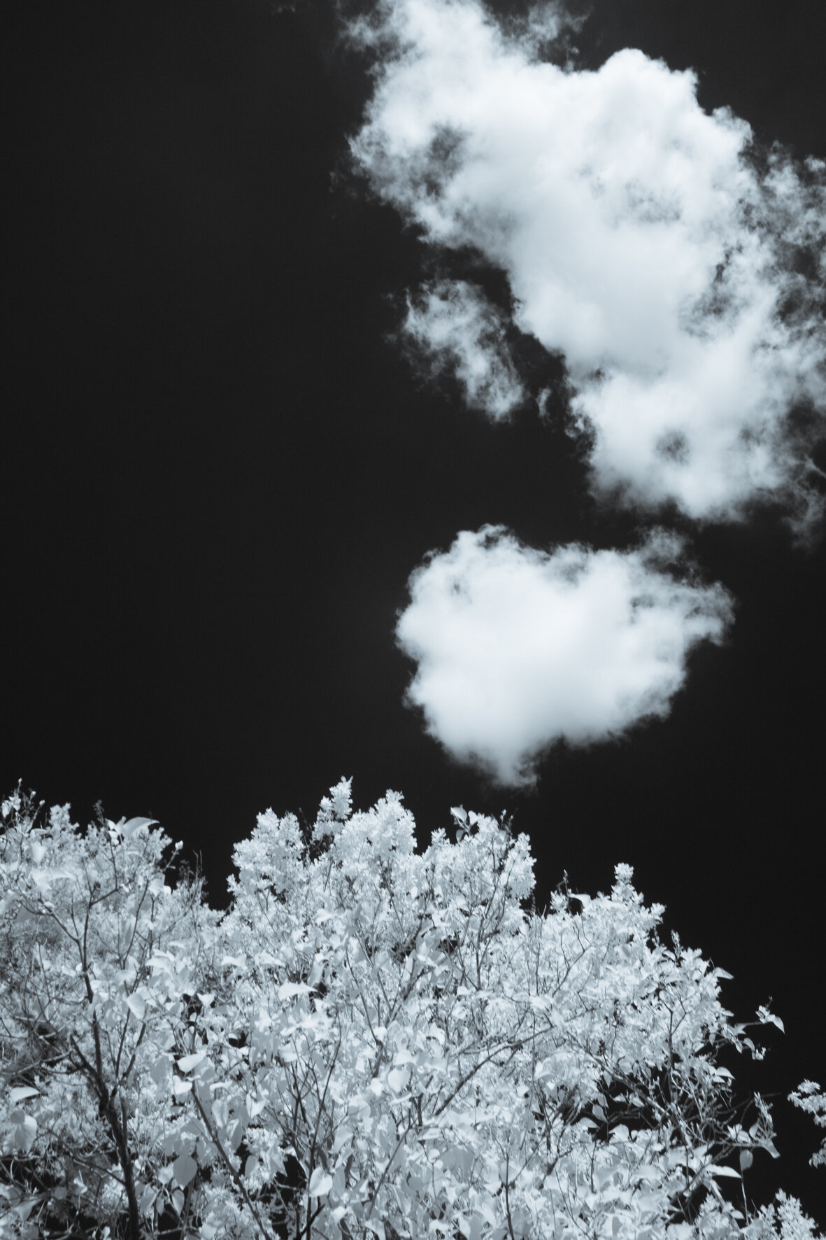 infrared_trees_clouds-6.jpg