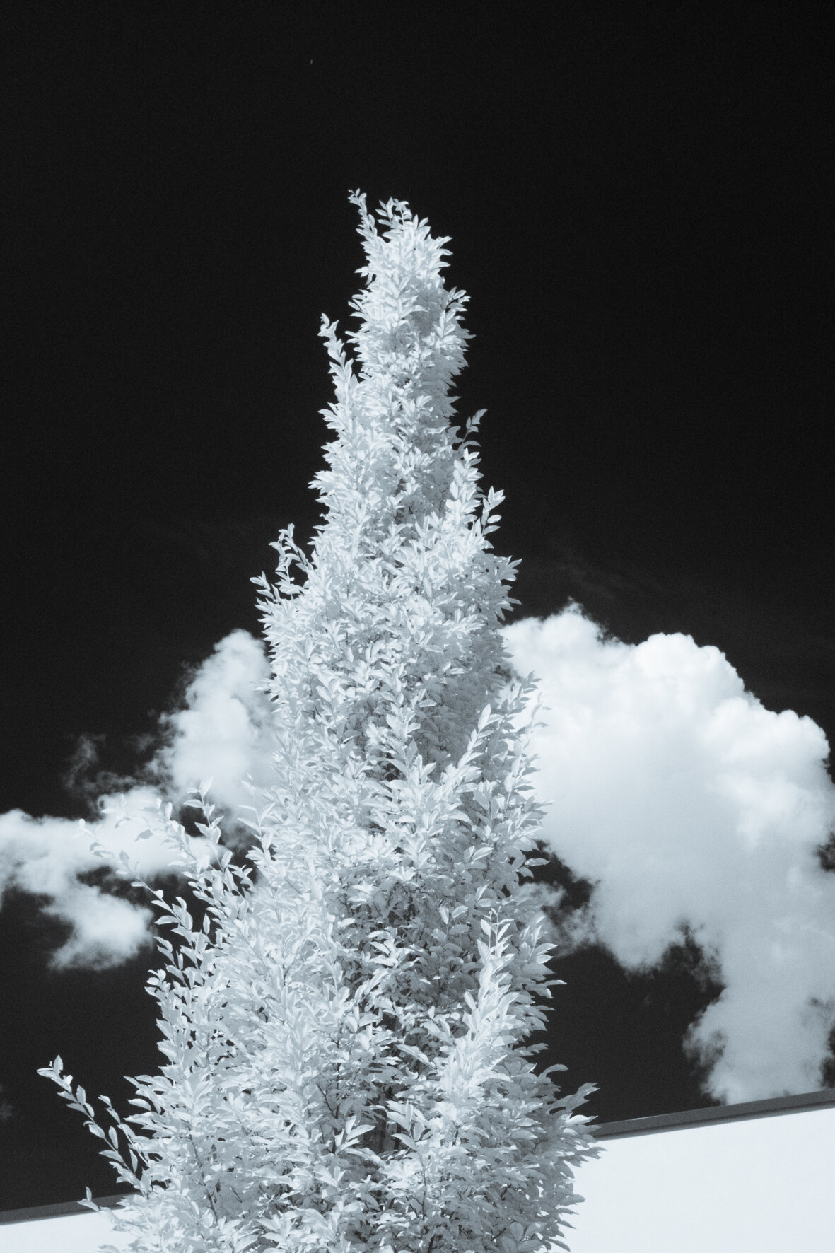 infrared_trees_clouds-7.jpg
