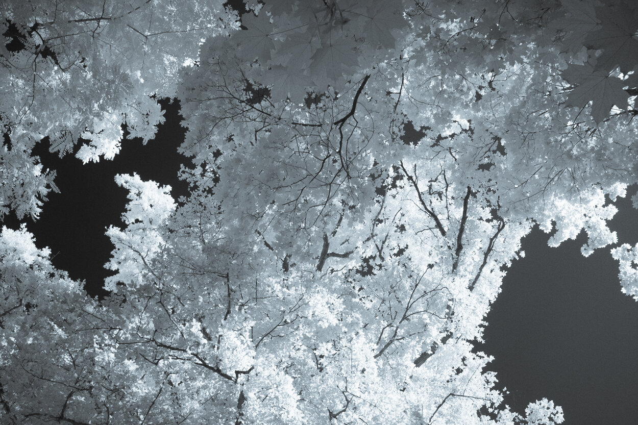 infrared_trees_clouds-8.jpg