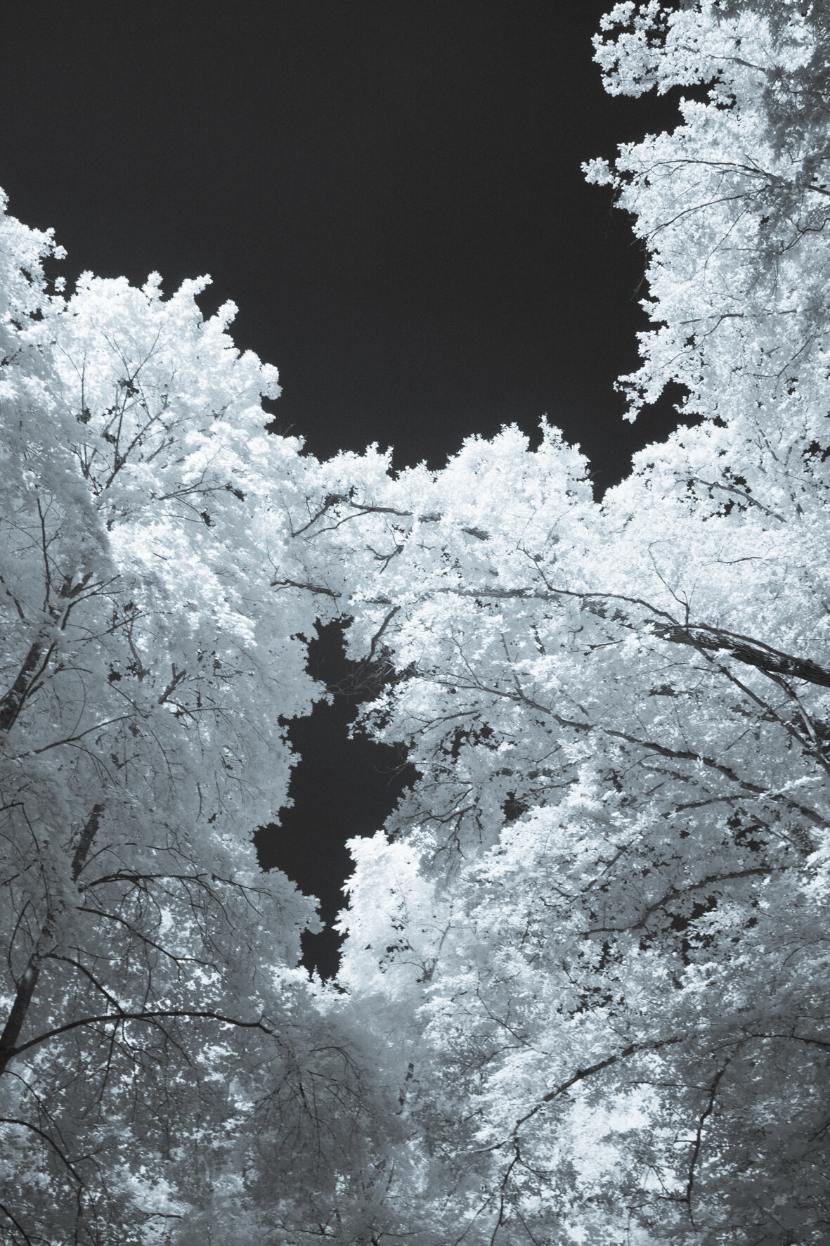 infrared_trees_clouds-9.jpg