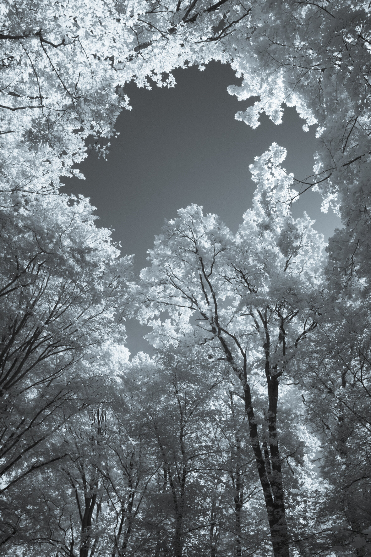 infrared_trees_clouds-10.jpg