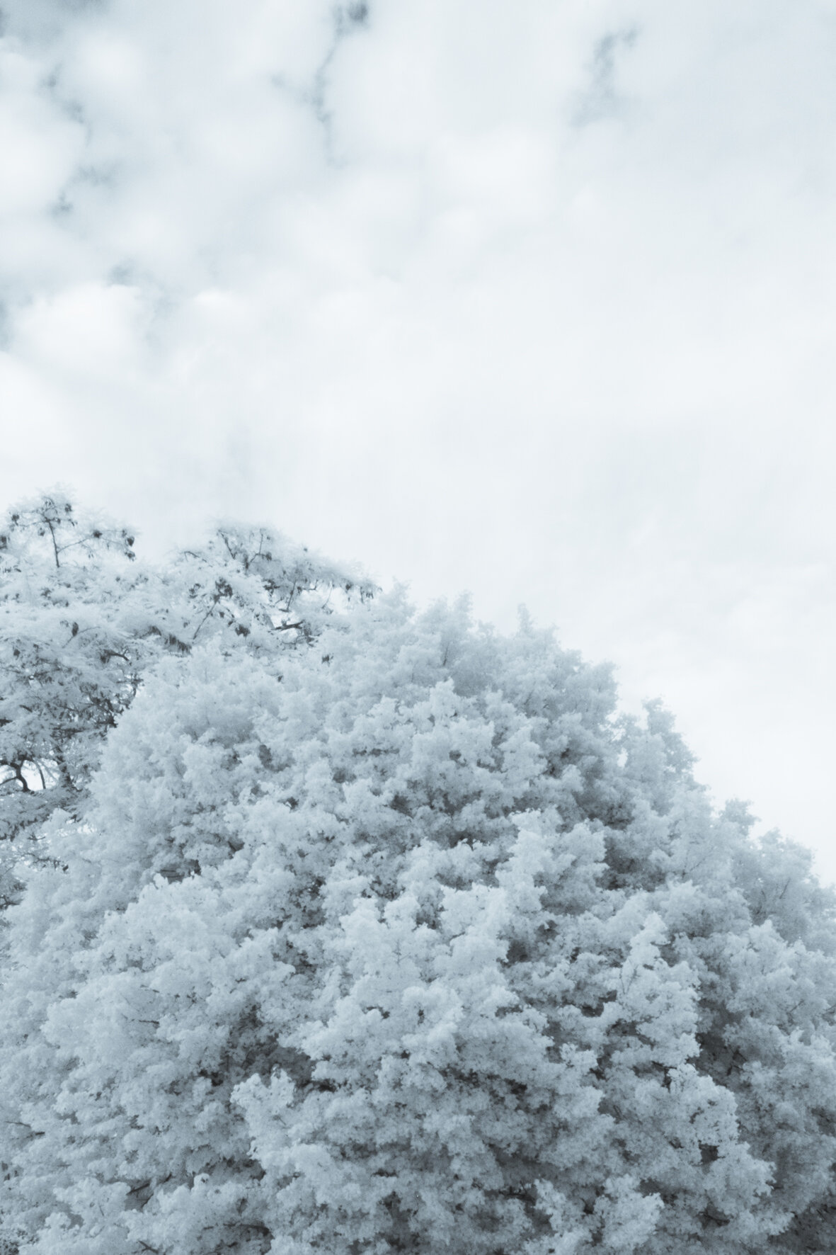 infrared_trees_clouds-12.jpg