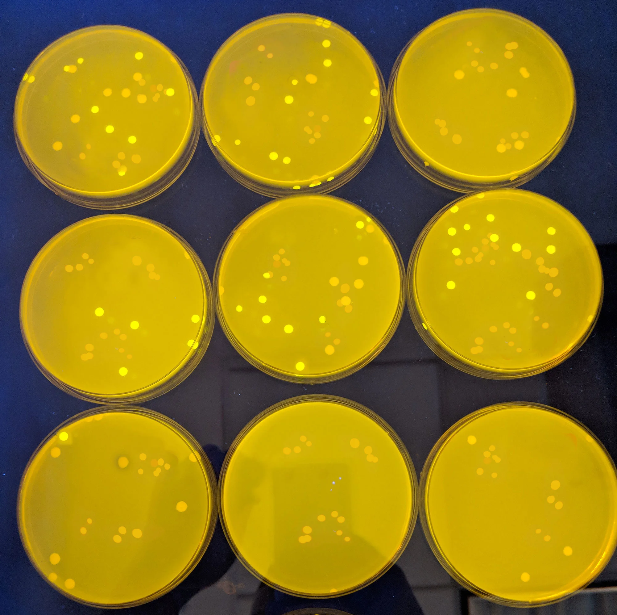 Our modified brewer's yeast ( Saccharomyces cerevisiae ) will provide access to rare cannabis compounds.