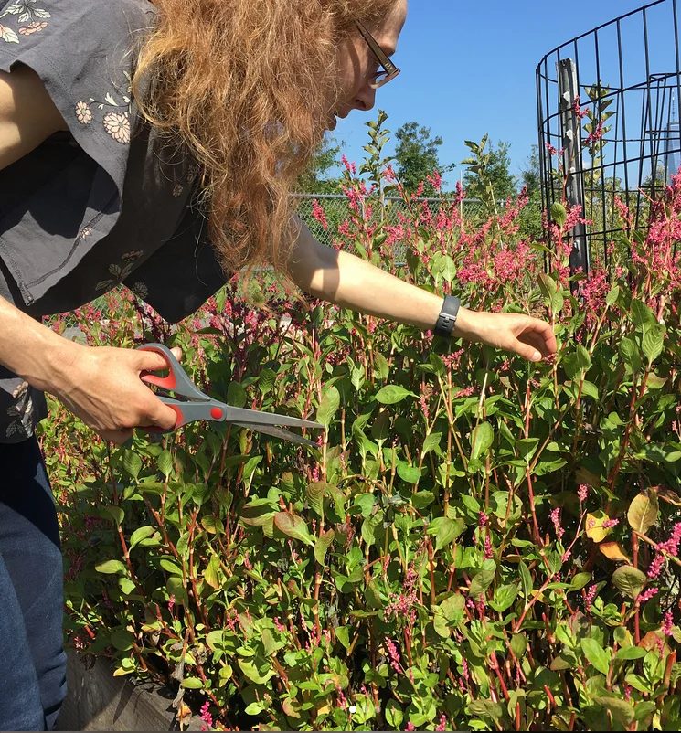 indigo_harvesting_92918.jpg