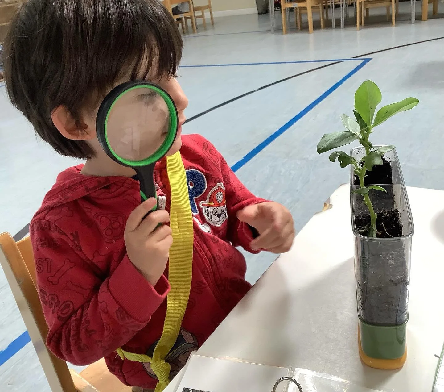 Culture and its place in the classroom

The Cultural area of the classroom covers biology, botany, geography, history and science. It strives to give explicit experience to the limitless wealth of impressions children have gleaned from the world arou