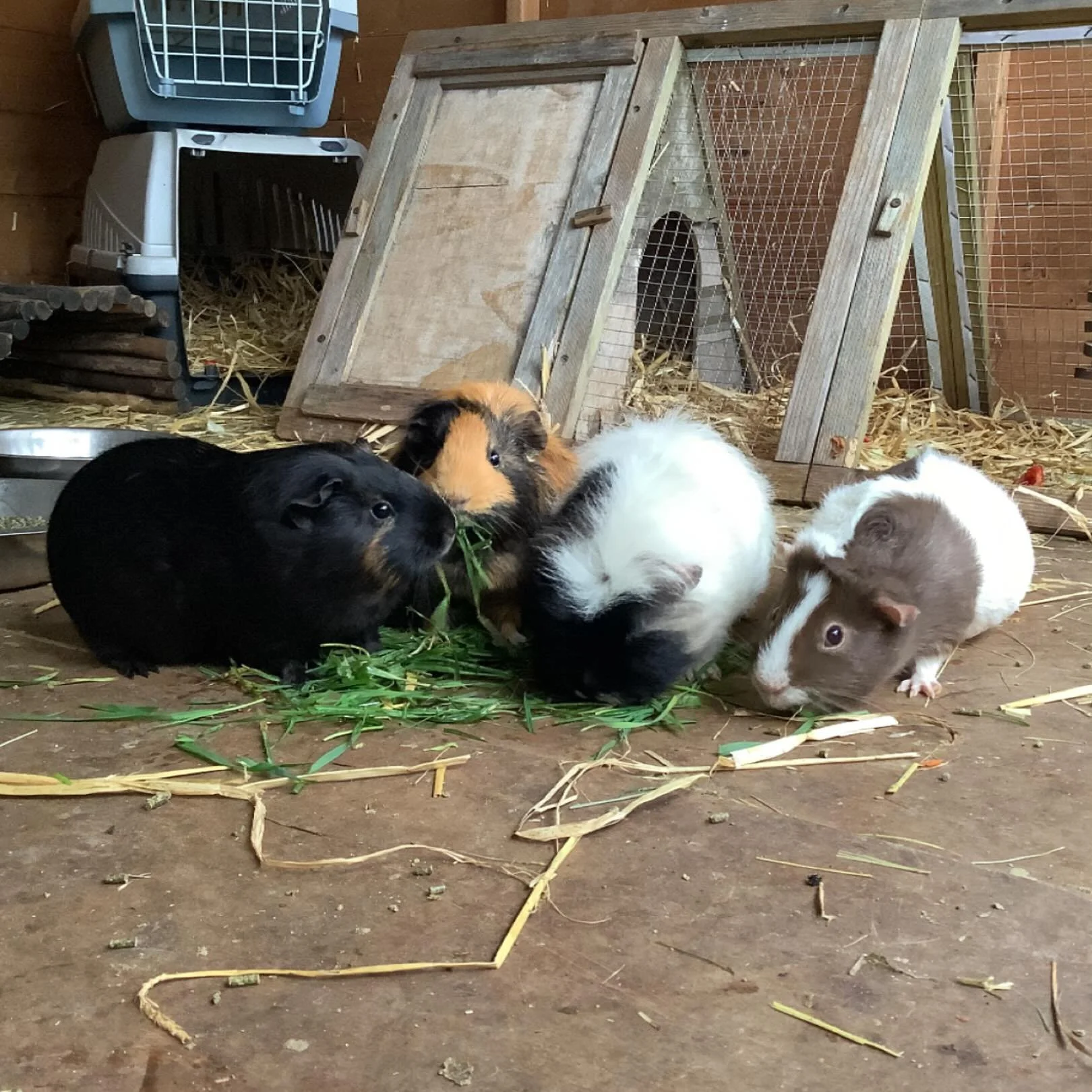 We absolutely love our Guinea Pigs!
. 
#earlyyears #mums #harpenden #harpendenlife #harpendenbusiness #weareharpenden #stalbans #outoflondon #pedagogy #neuroscience #threeangers #toddlerslife #toddlermumlife #finemotorskills #montessori #nursery #kin