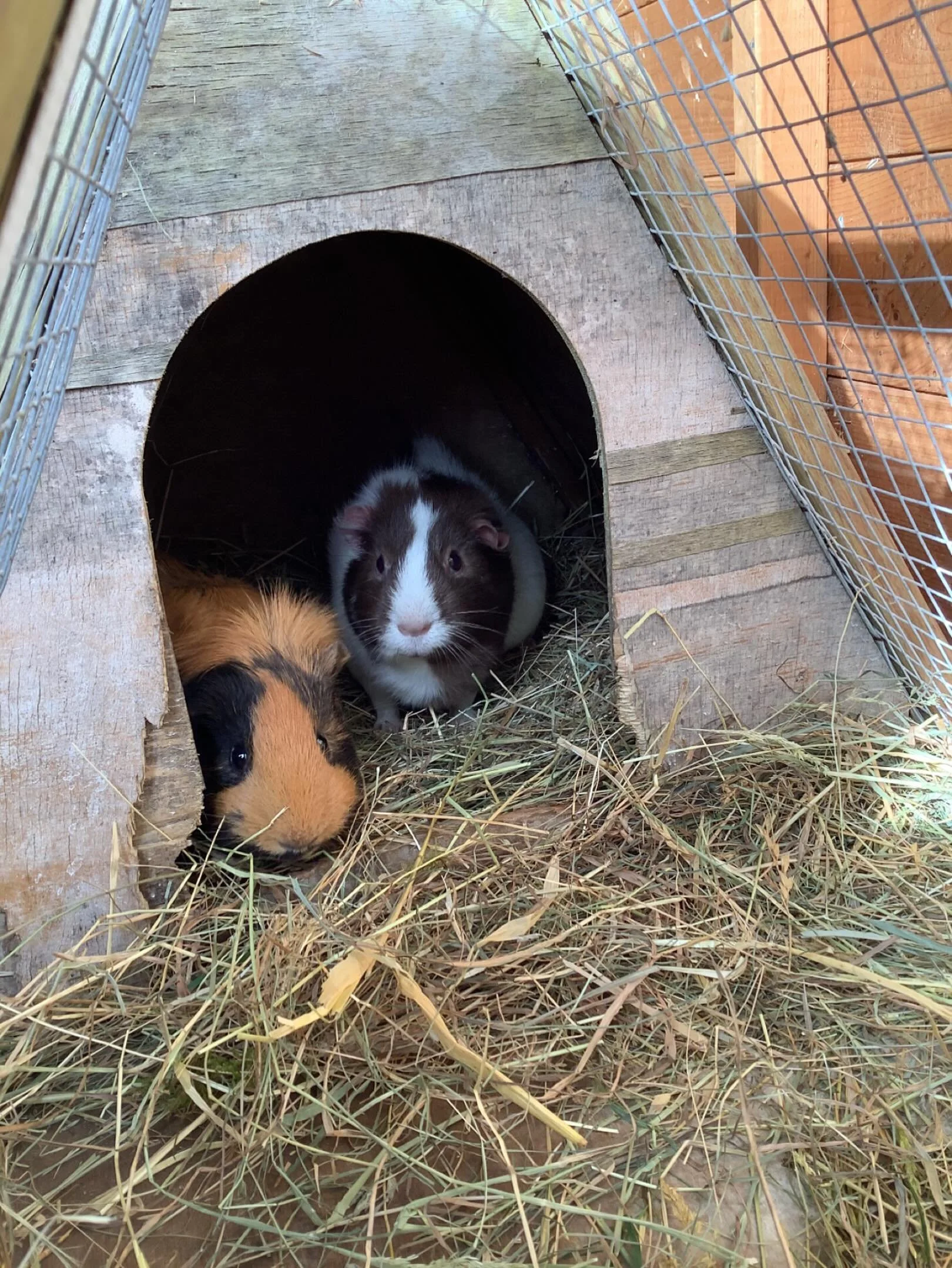 Our Guinea pigs are enjoying the warmer days just as much as we are.
.
#earlyyears #mums #harpenden #harpendenlife #harpendenbusiness #weareharpenden #stalbans #outoflondon #pedagogy #neuroscience #threeangers #toddlerslife #toddlermumlife #finemotor