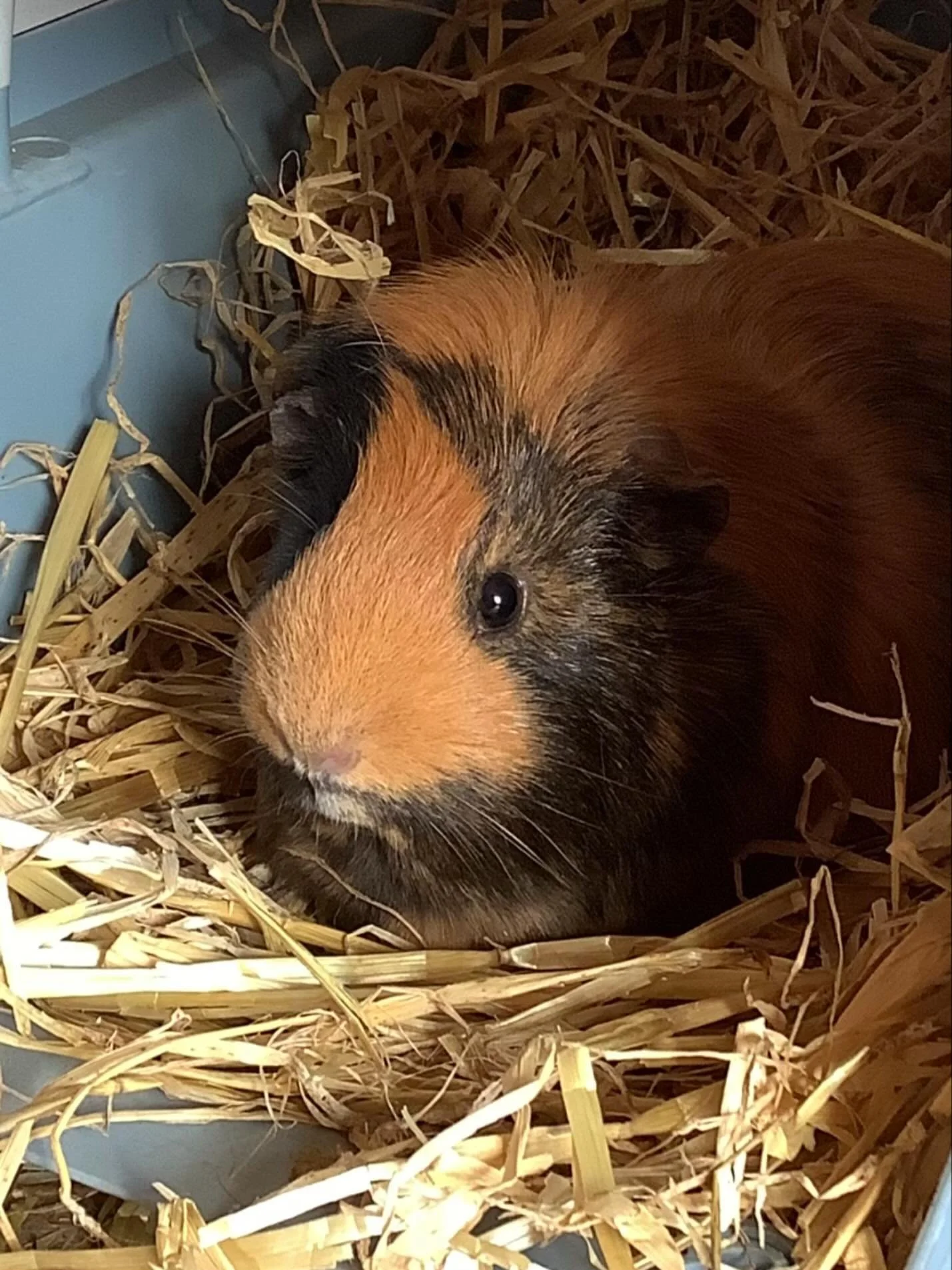 Enjoying the sun!
.
#earlyyears #mums #harpenden #harpendenlife #harpendenbusiness #weareharpenden #stalbans #outoflondon #pedagogy #neuroscience #threeangers #toddlerslife #toddlermumlife #finemotorskills #montessori #nursery #kindergarten #parents 