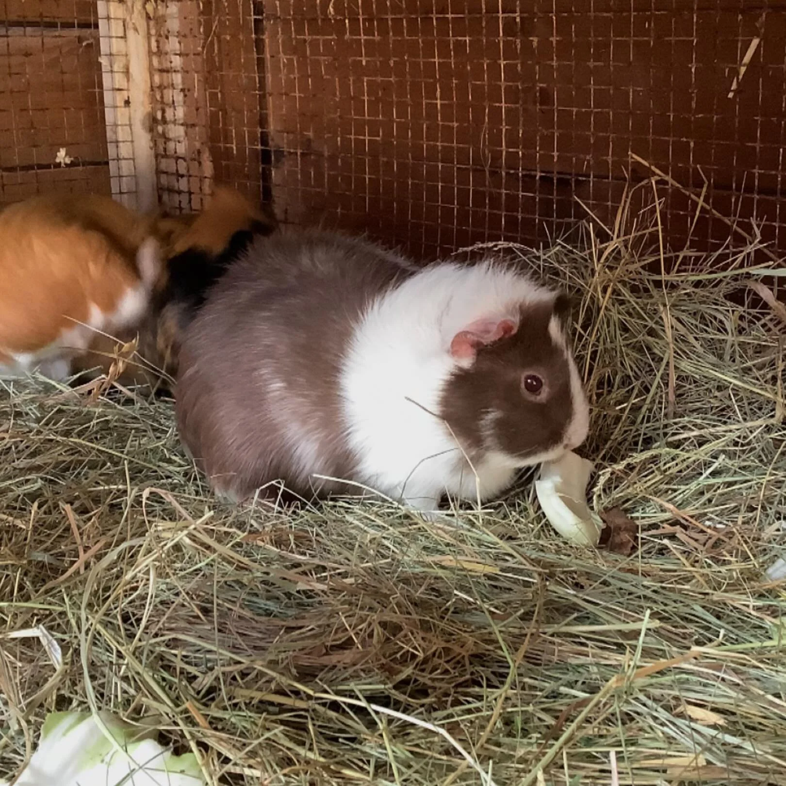 One of our lovely Guinea pigs!
.
#earlyyears #mums #harpenden #harpendenlife #harpendenbusiness #weareharpenden #stalbans #outoflondon #pedagogy #neuroscience #threeangers #toddlerslife #toddlermumlife #finemotorskills #montessori #nursery #kindergar