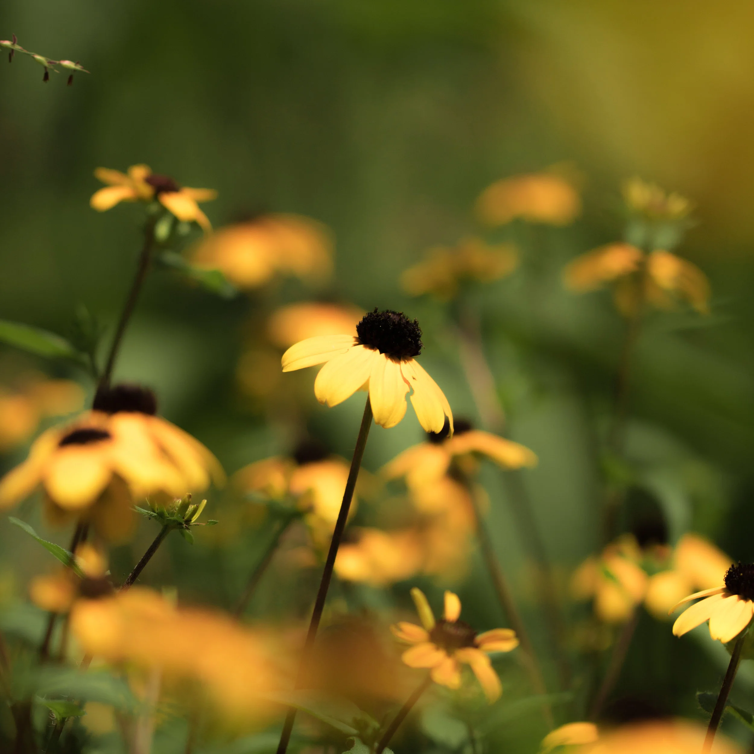 Meadow Minders