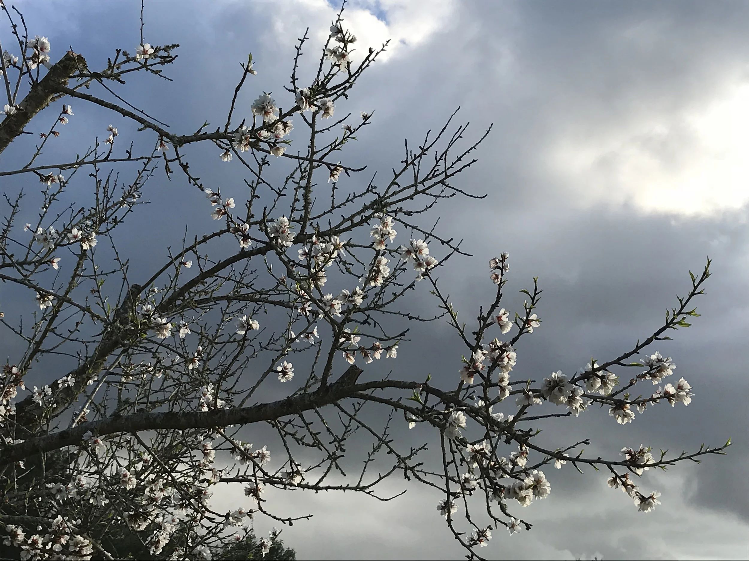almendros.jpg