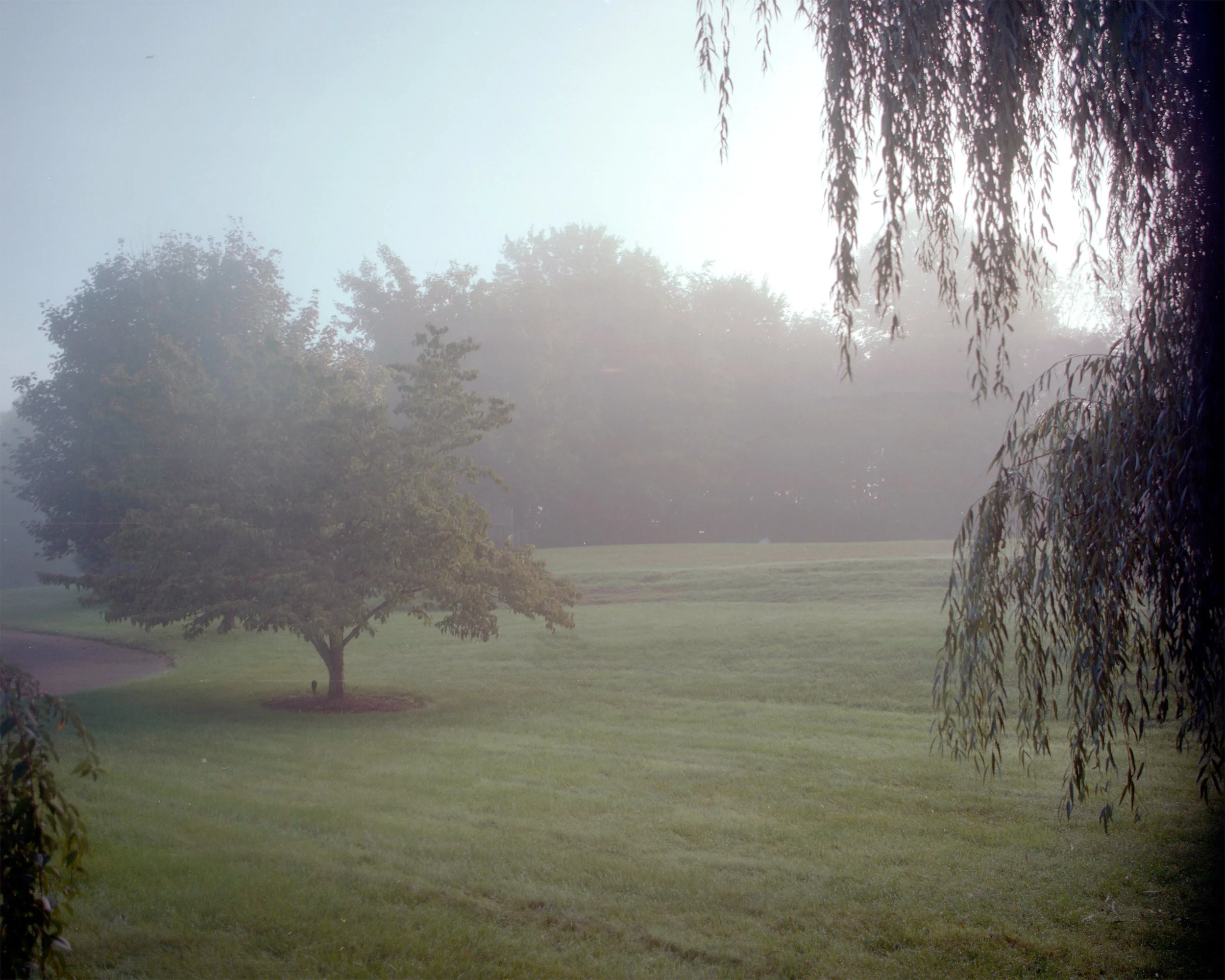 Frontyard in the Morning.jpg