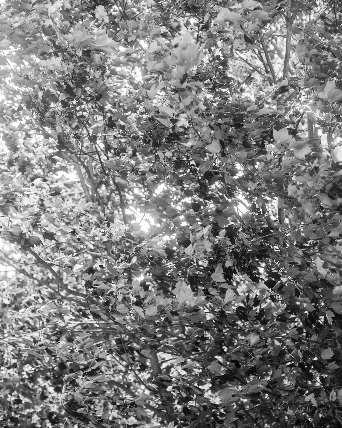 DSCF2130.jpg