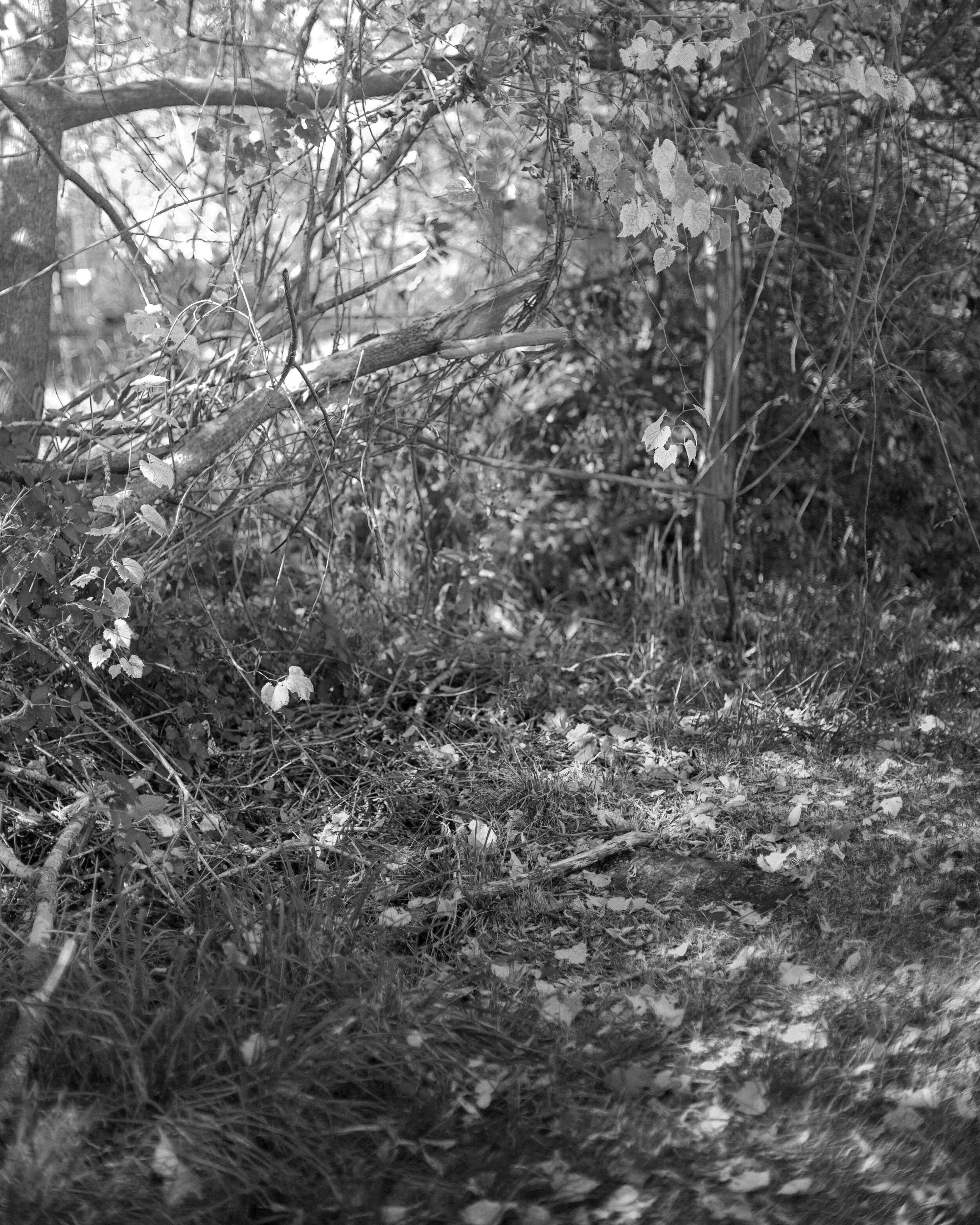 DSCF2328.jpg