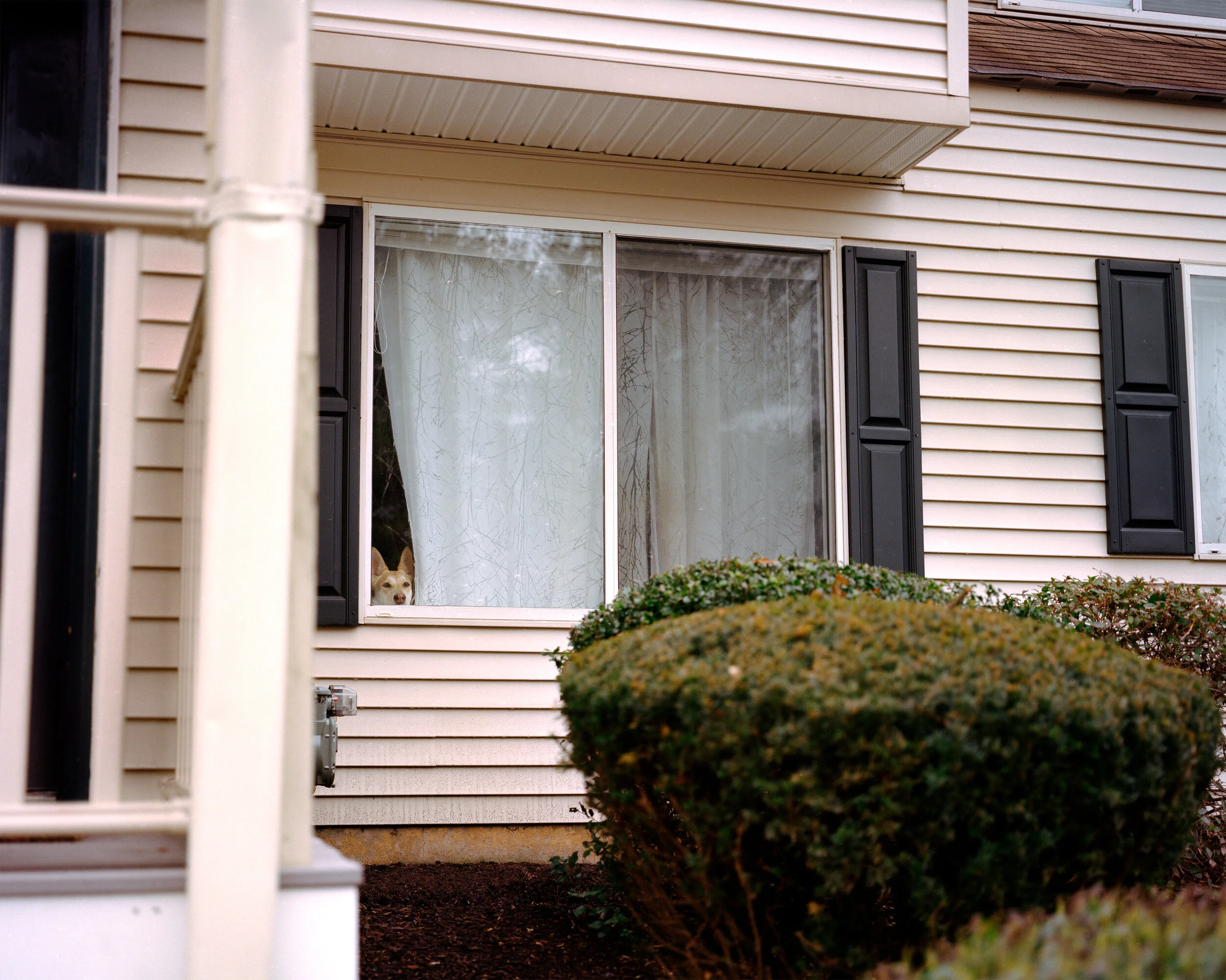Dog in Window.jpg