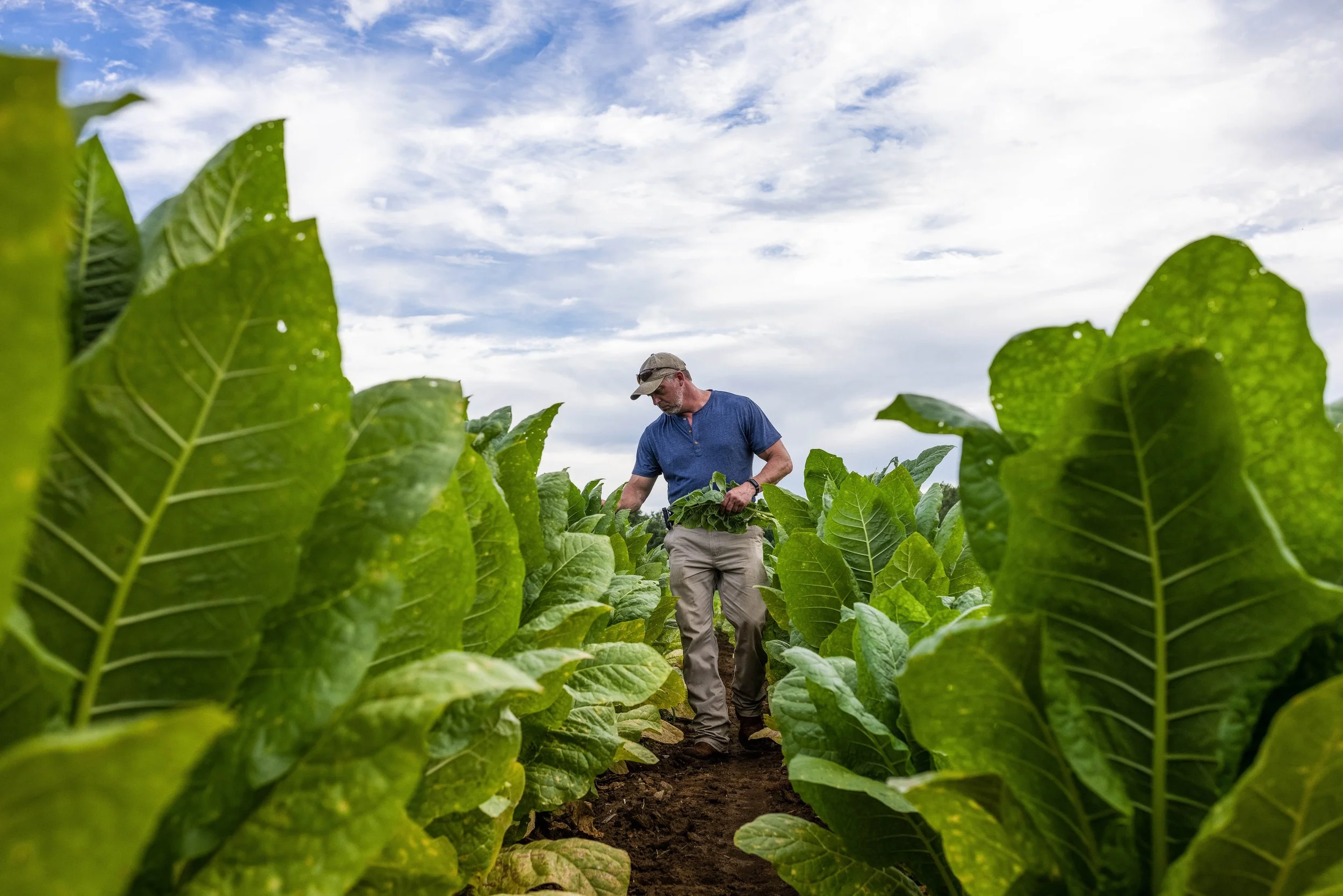 FCMA_2022_SUMMER_TOBACCO-10973.jpg