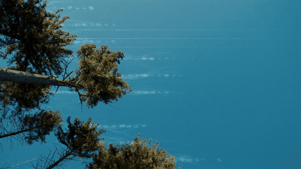 Hyundai - Tree Correspondents