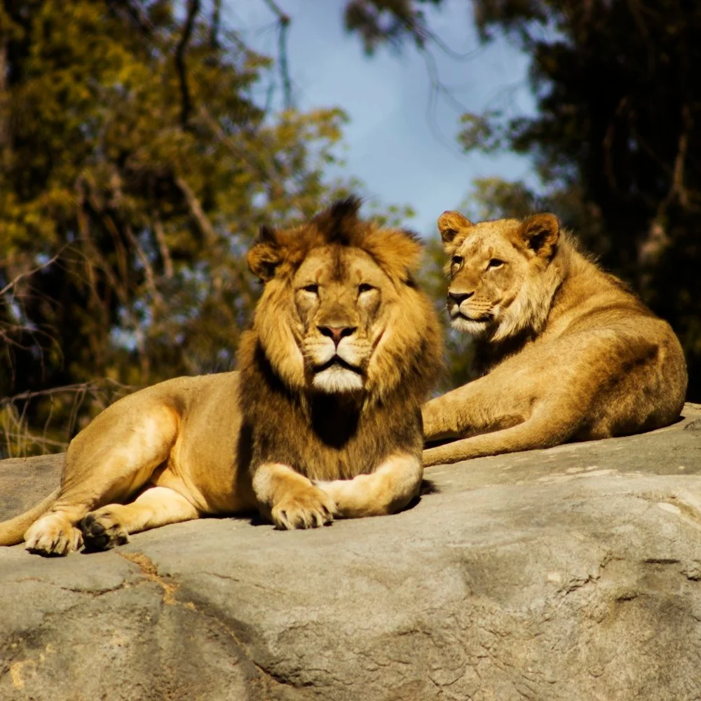 Never Alone in the Lion's Den