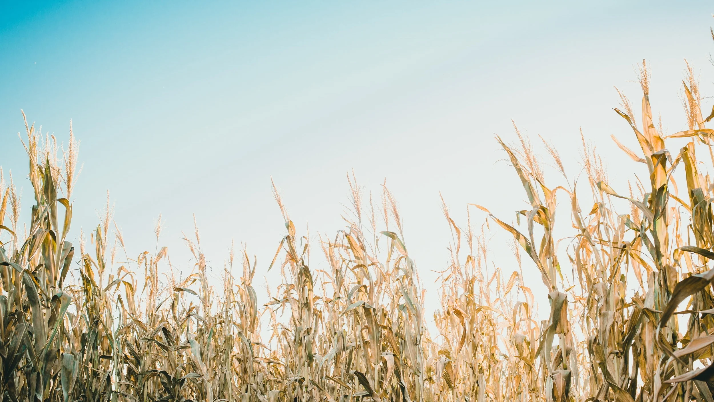  Photo by  Kimmy Williams  