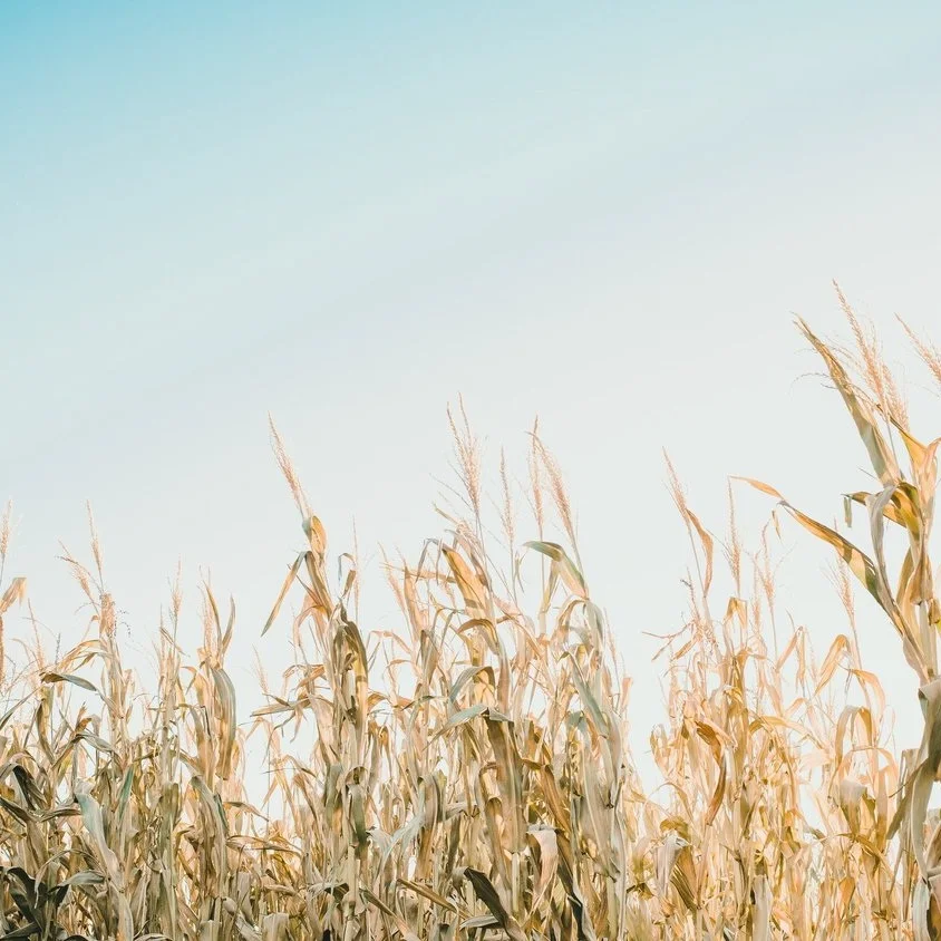Three Trends in Impact Investing by Impact Foundation