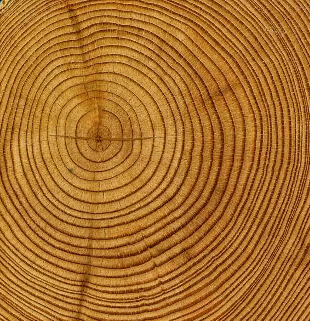 tree-rings.jpg