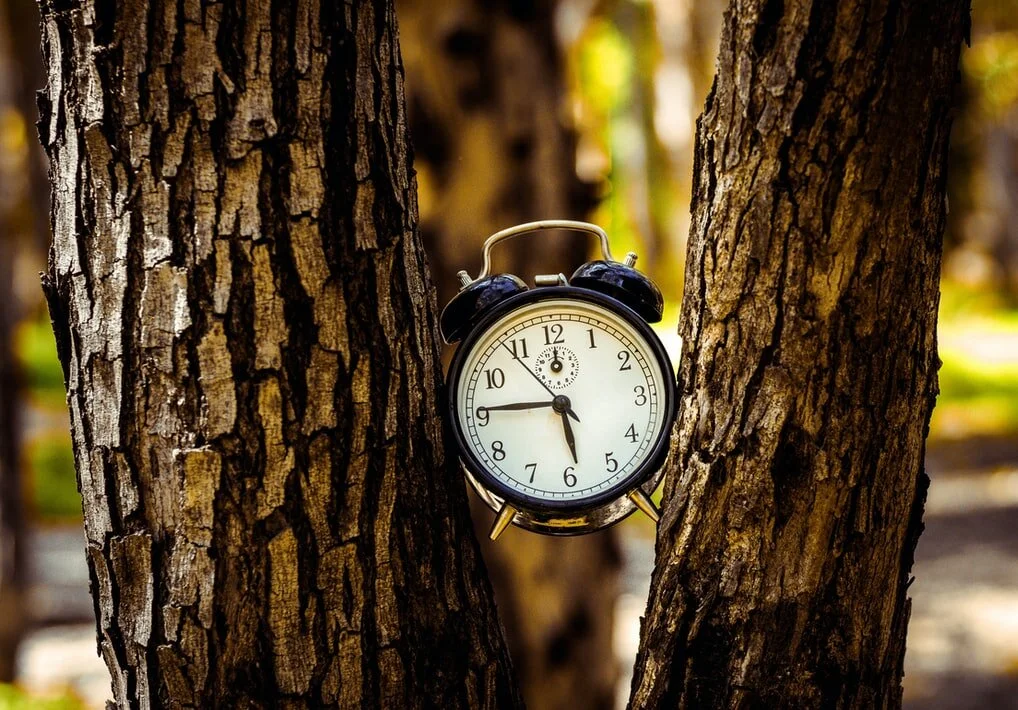  Image by  Yaniv Knobel  