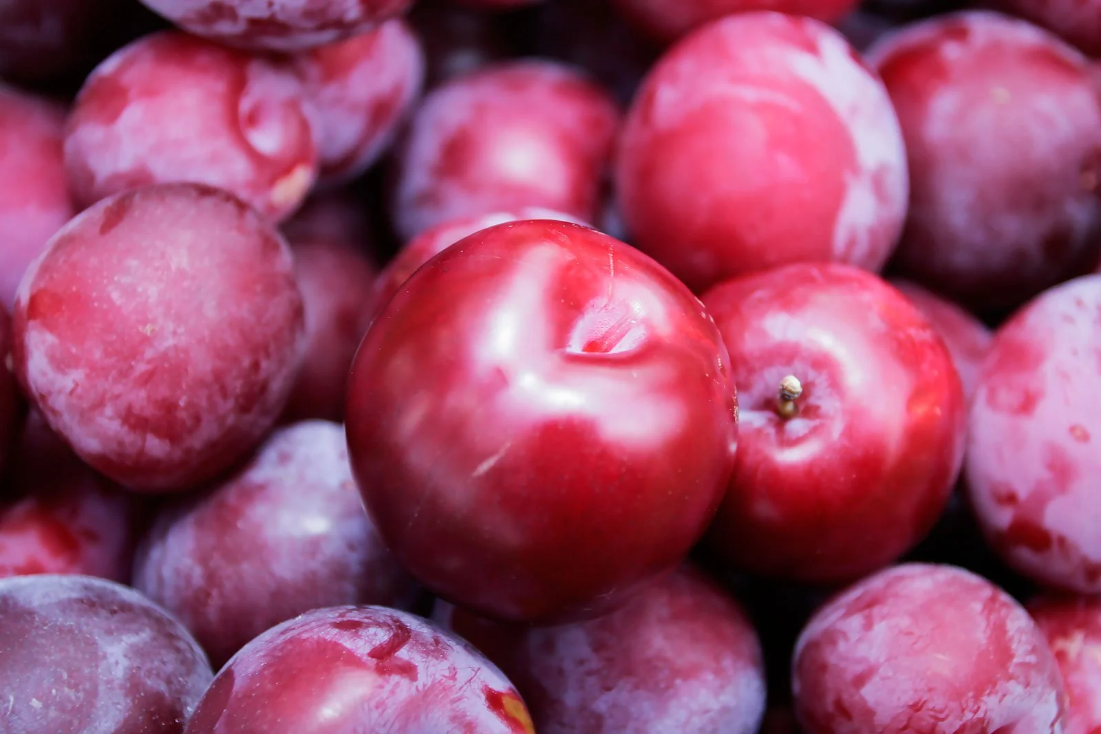 Fresh-Red-Plum.jpg