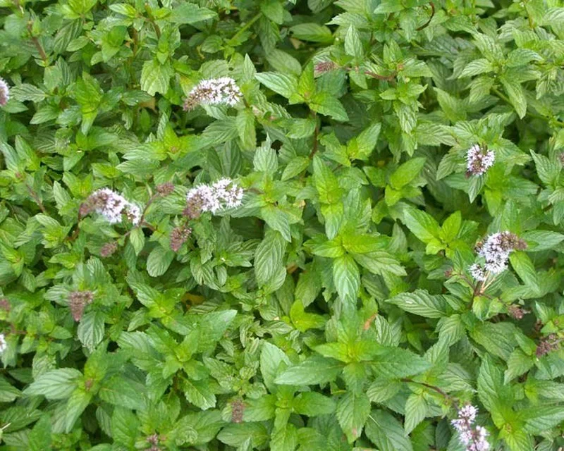 menta-poleo-mentha-pulegium-800x800_zxTPOoJ.jpeg