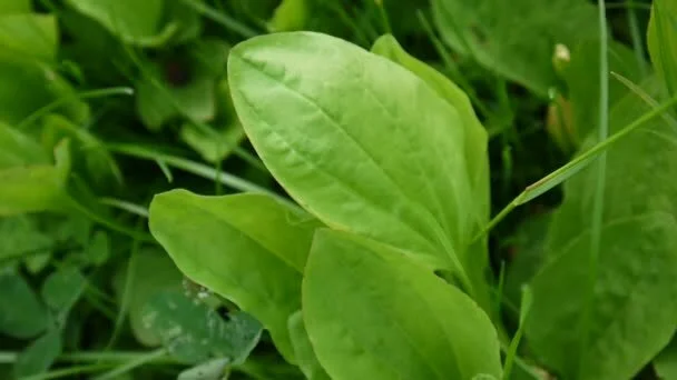 depositphotos_183581794-stock-video-green-greater-plantain-in-a.jpg