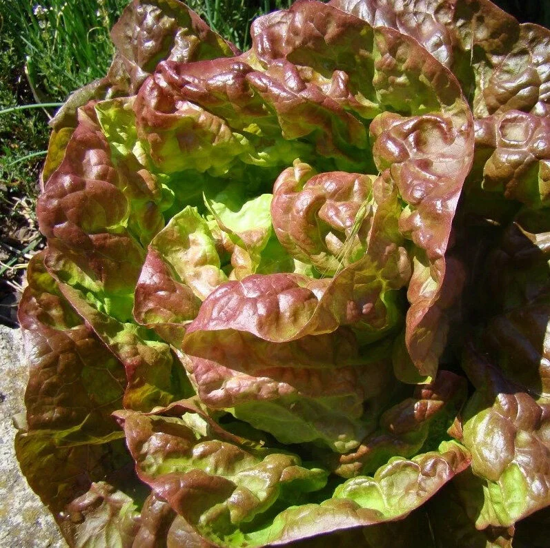 lechuga maravilla.jpg