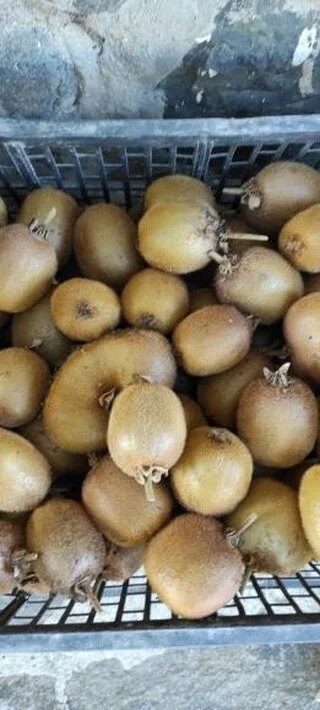 D173F373-F5F9-45E6-8A30-6DBAFA259757