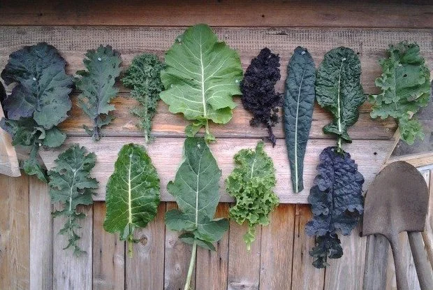 header-kale-awaytogarden.jpg