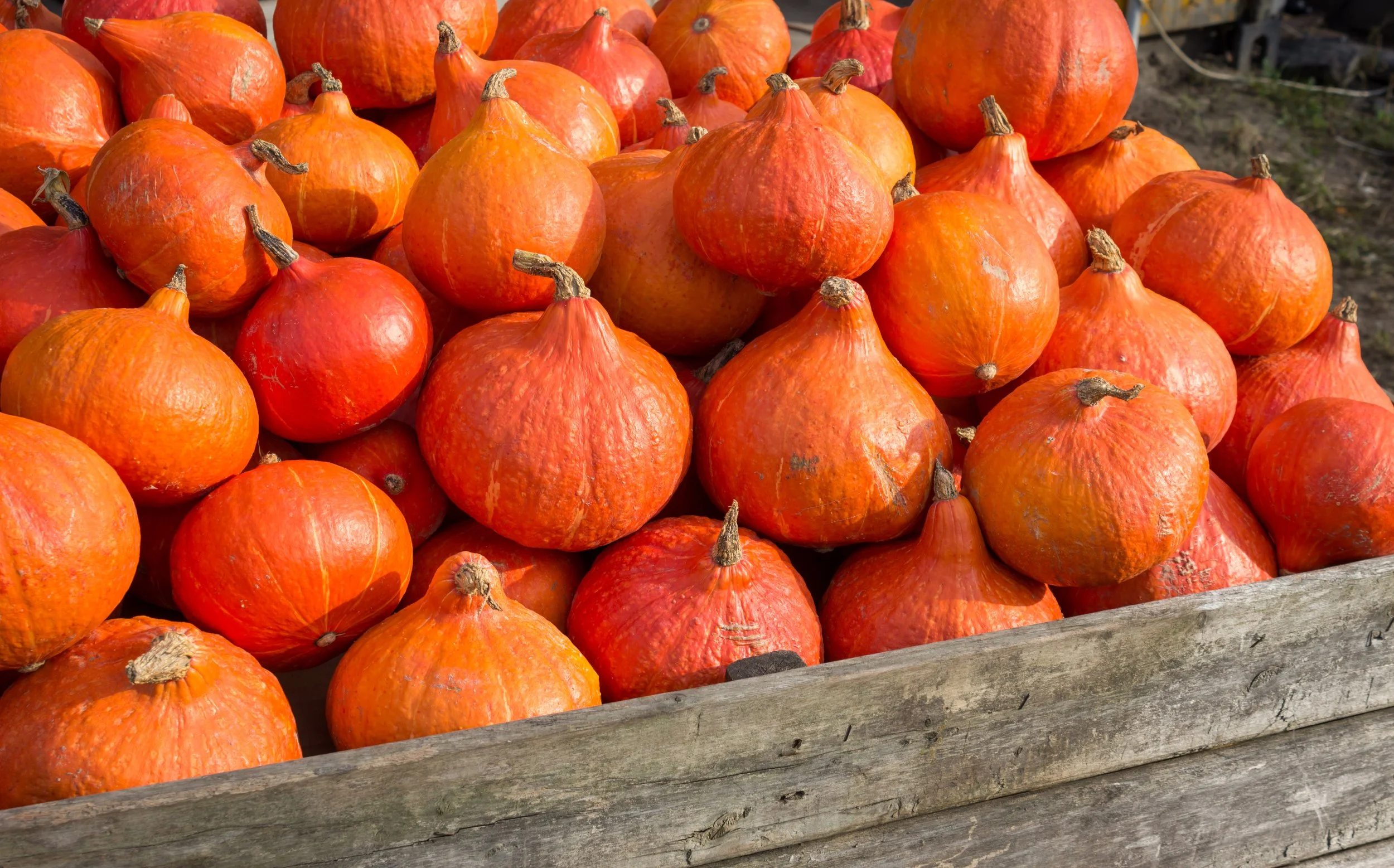 Calabaza Hokkaido (kg)