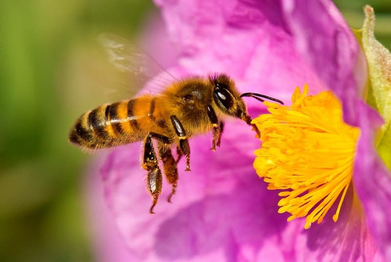 abeja-melifera-productora-miel.jpg