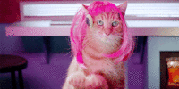 Cat_nerd_in_a_pink_wig.gif