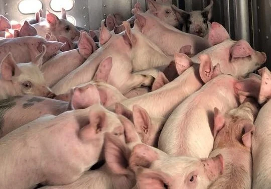 piglets5.jpg