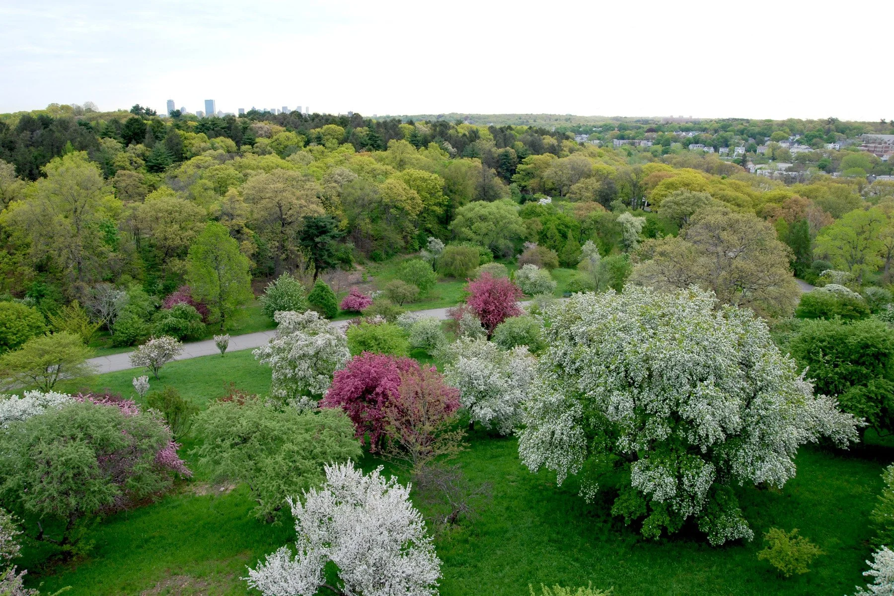 Emerald Necklace_ArnoldArboretum.jpg