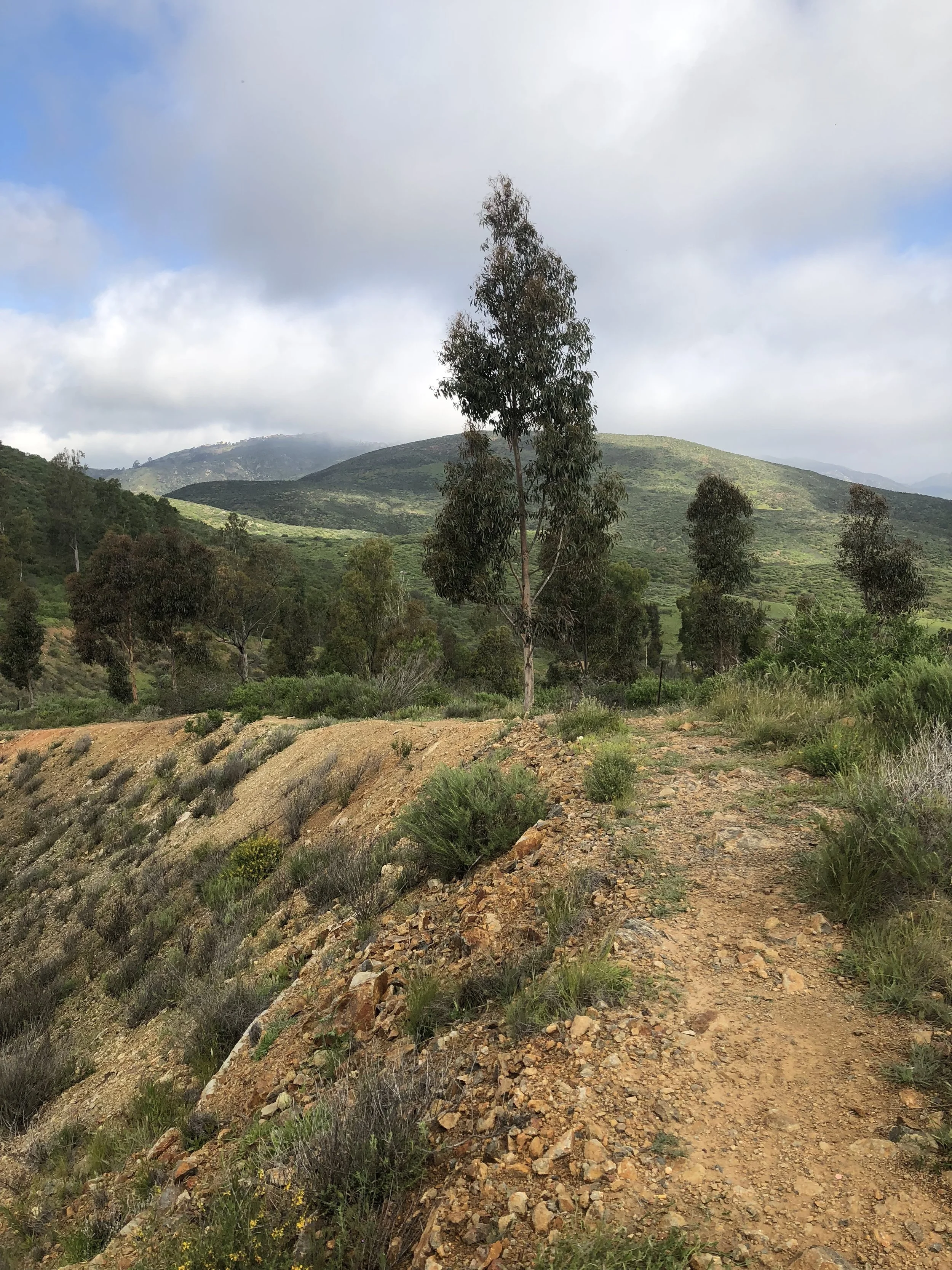 My run yesterday morning. SO GREEN!