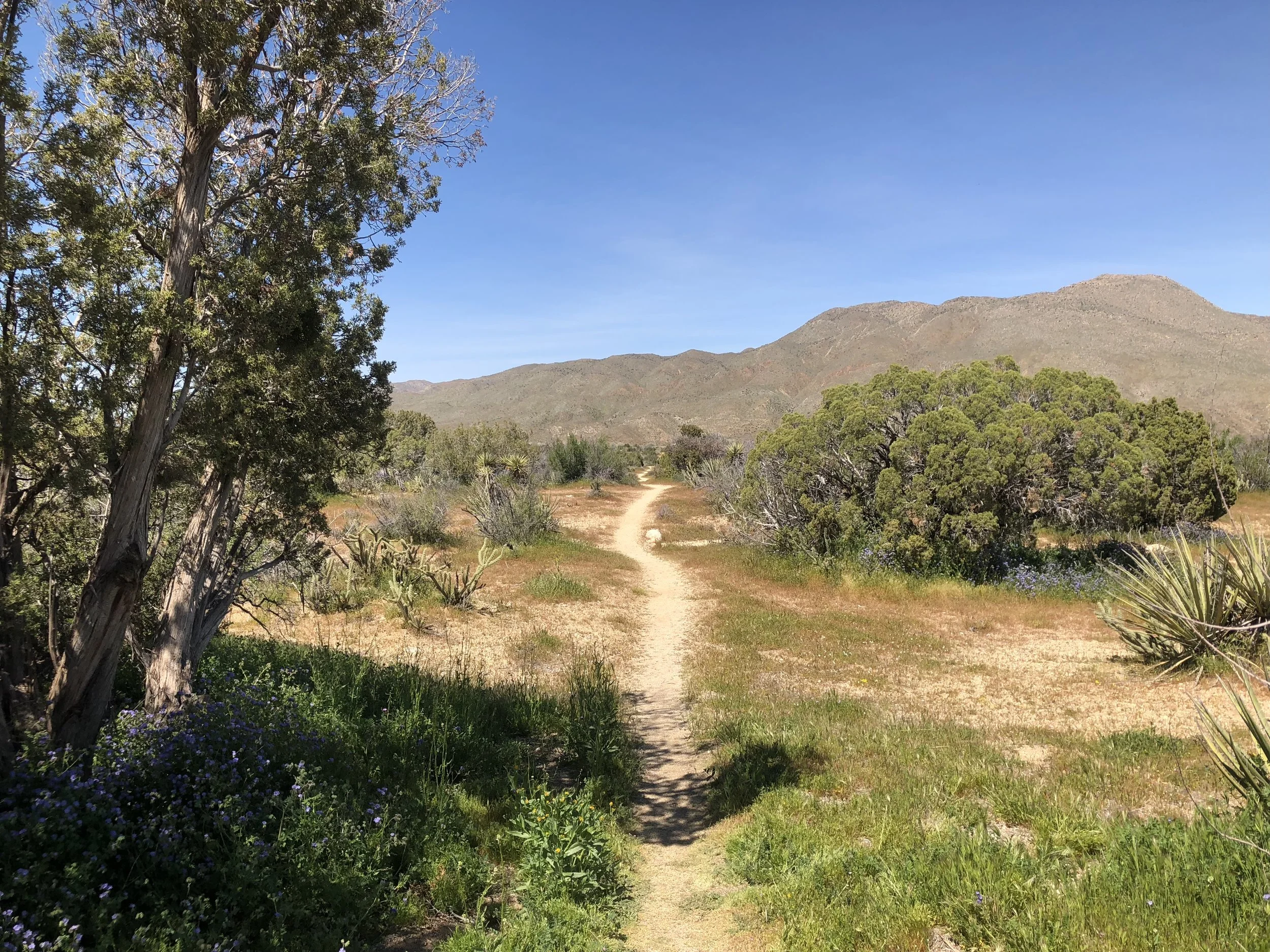 IMG_8946.jpeg