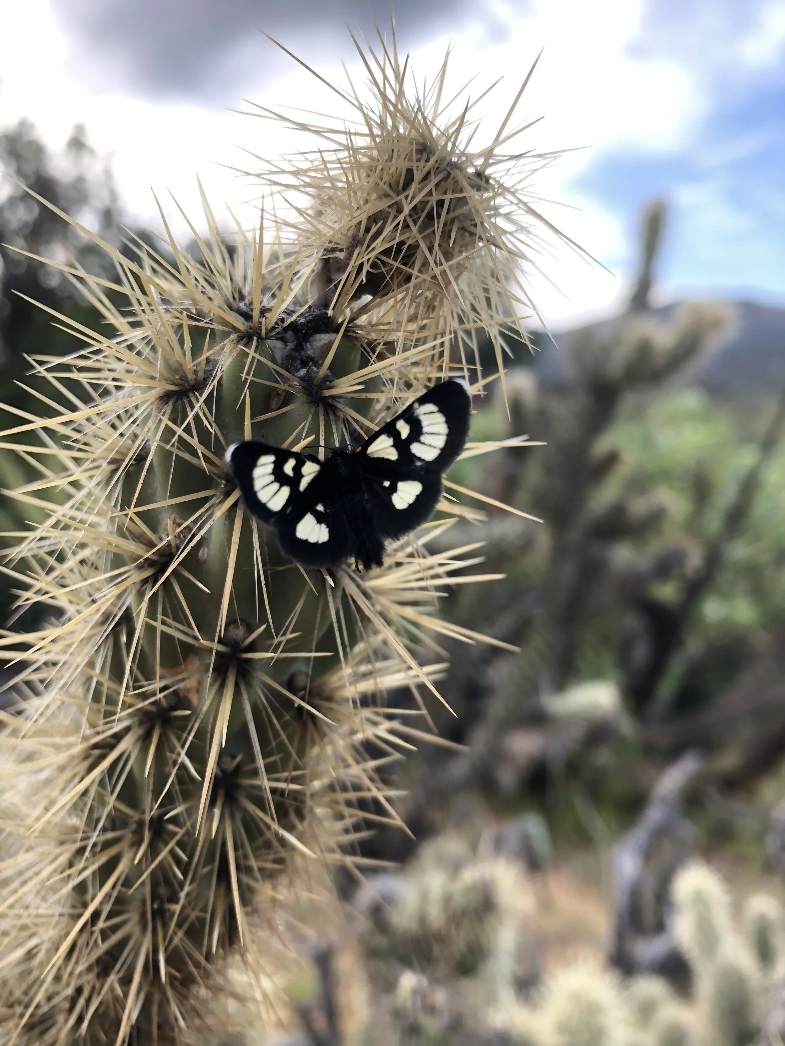 Day 8 - somewhEre in anza-Borrego to Santa Rosa wildErness