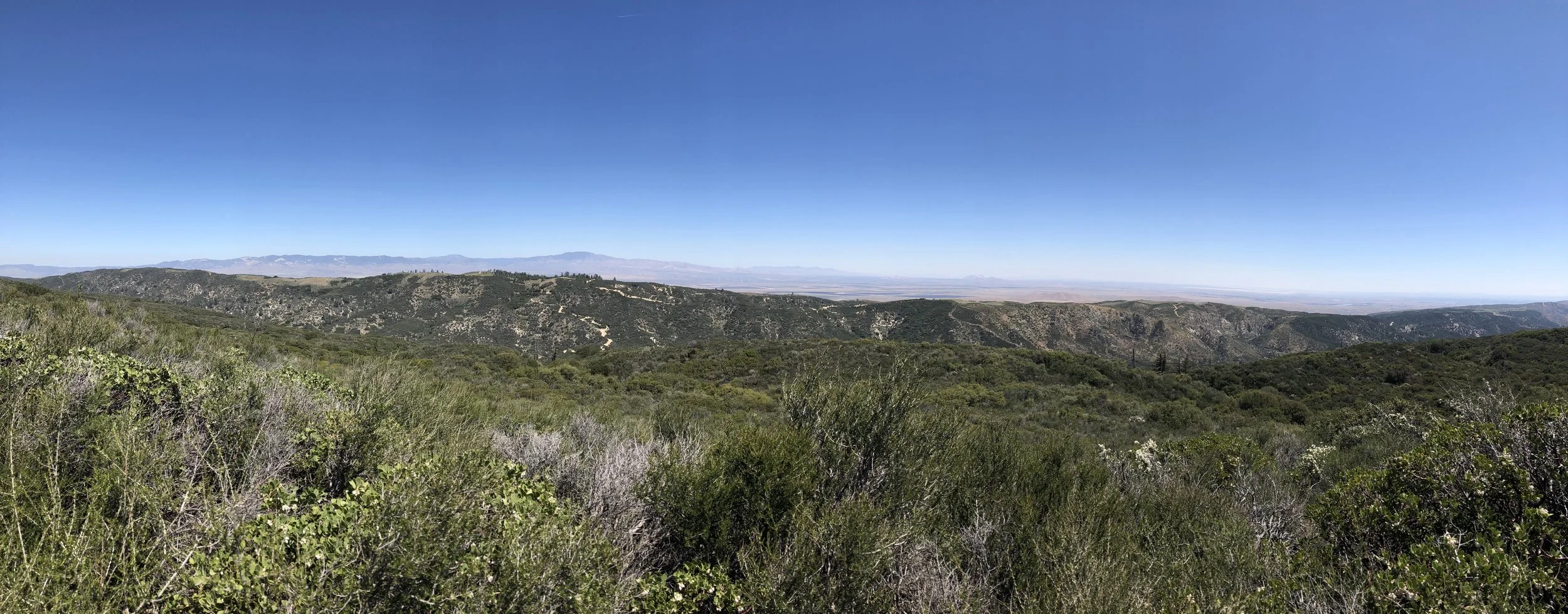IMG_9628.jpeg