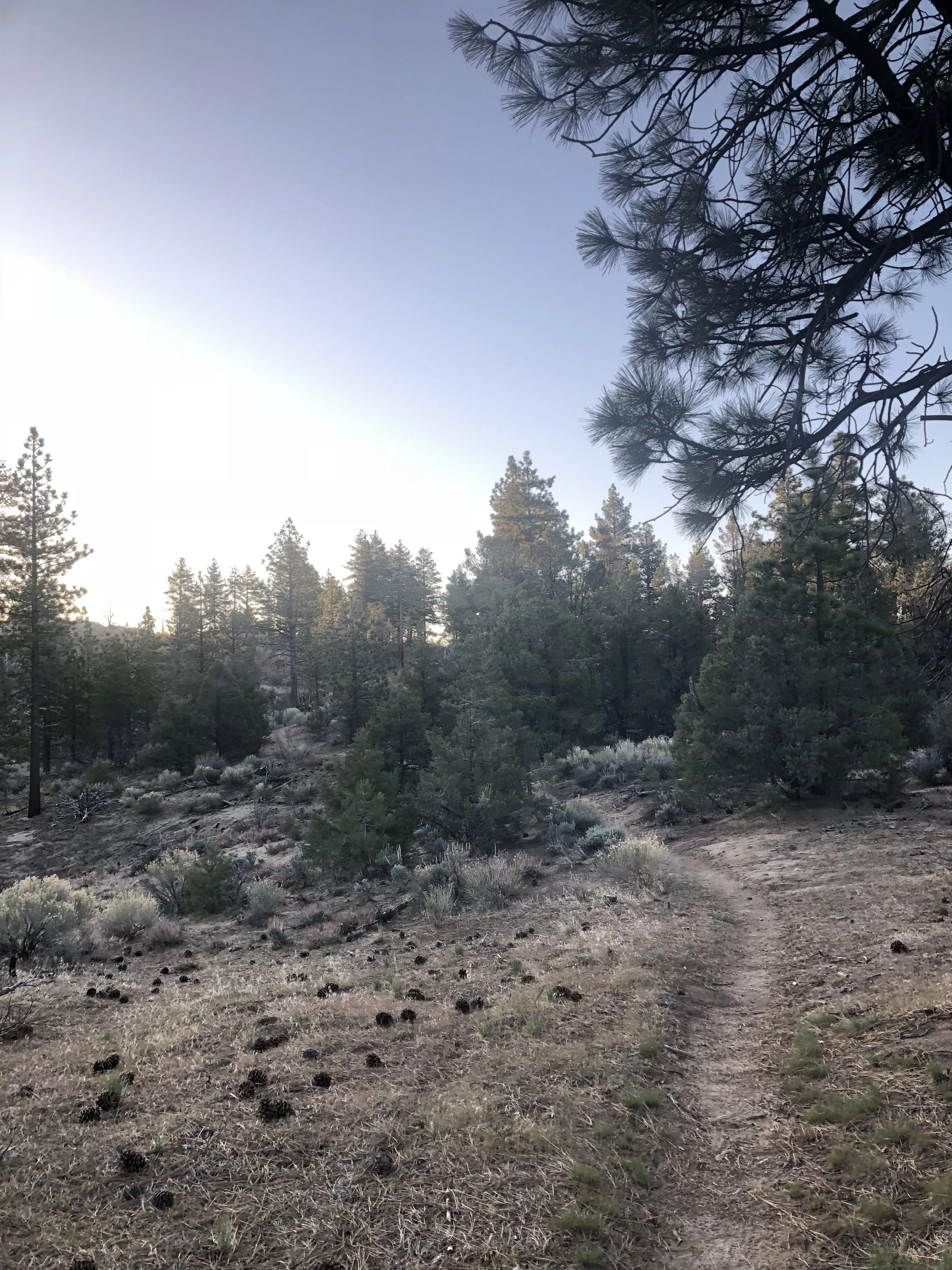 Day 37 - landers meadow spRing to bird spring pass