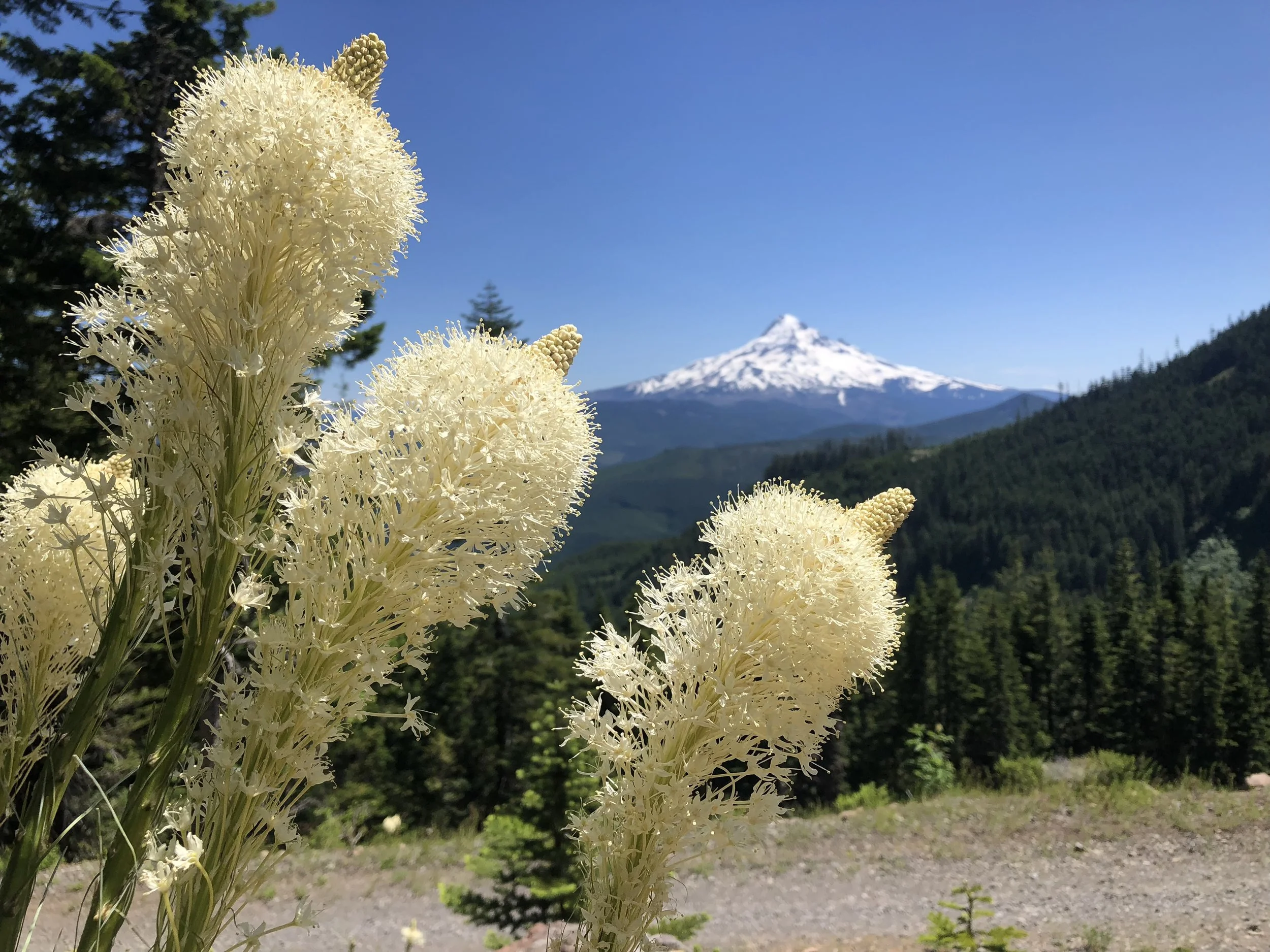 Days 64-65 – Cascade locks to huckleberry mtn. Trail junction